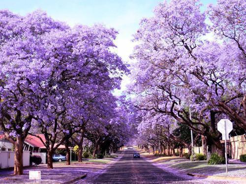 医他心难安宁：大结局+后续小说在线江柠初夏靖宇阅读-医他心难安宁：大结局+后续小说叫江柠初夏靖宇的小说（医他心难安宁：大结局+后续）完整版免费江柠初夏靖宇阅读全文