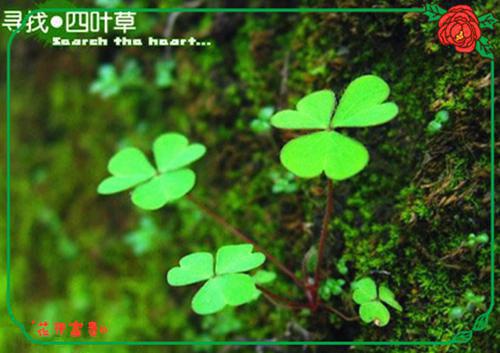 女生受伤后的伤感签名 我满身刺都是拜你所赐你有什么资格说痛