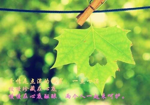 茫茫白雪散，不负君来不负卿叶秋玉薛玉璋叶巧心小说_茫茫白雪散，不负君来不负卿完结版阅读