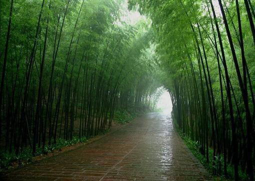 佚名的小说用我深情，换你薄幸宋诗韵季橙年贺景霖张和瑞全文阅读