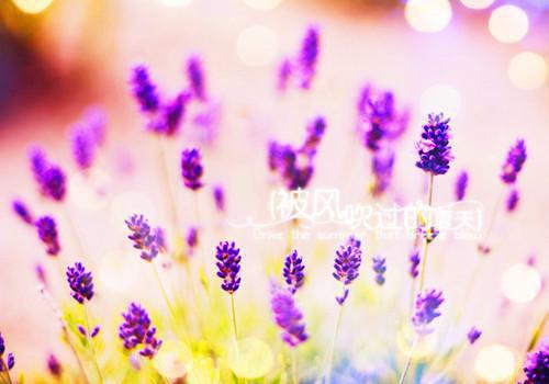 (番外)+(全文)别后相思人似月：结局+番外免费下载阅读_(向晴雪程聿言沈清川)别后相思人似月：结局+番外最新章节列表_笔趣阁（向晴雪程聿言沈清川）