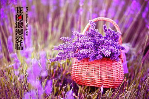 我的爱给谁都热烈:全本+番外(沈聿川苏以情)全文免费阅读无弹窗大结局_我的爱给谁都热烈:全本+番外最新章节列表_笔趣阁(沈聿川苏以情)