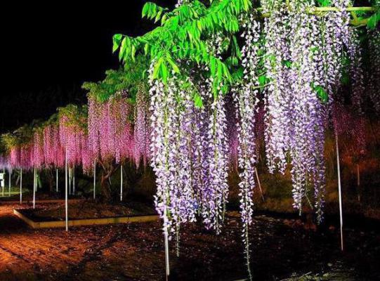 枯木折枝再逢春：大结局+后续小说季知节沈廷深创在线阅读-正版小说《枯木折枝再逢春：大结局+后续小说》季知节沈廷深全文阅读