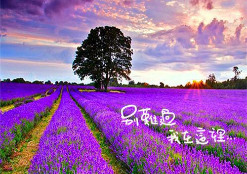 韩琴郑诚诚郑勇全章节_丁克二十年老公有了十岁儿子小说阅读