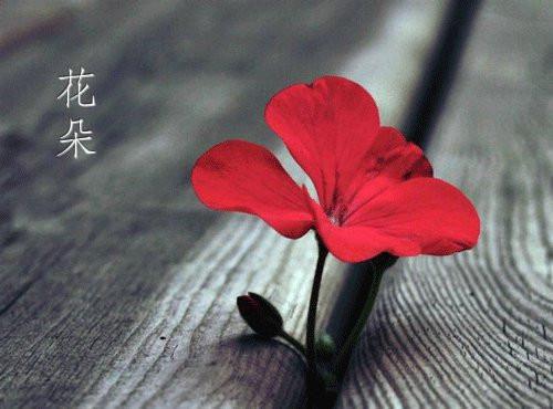 陈铭林墨语：清风过处再无意完整版热门（清风过处再无意陈铭林墨语：全文+结局+番外）全文免费阅读已完结无弹窗_陈铭林墨语：清风过处再无意最新章节列表_笔趣阁（清风过处再无意陈铭林墨语：全文+结局+番外）