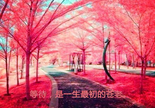 爸爸生日贺词