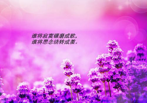 绝代女反派是最后赢家萧晖芙蓉郑越秋月小说_绝代女反派是最后赢家完结版阅读