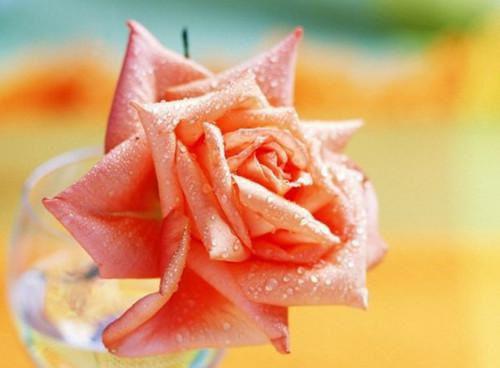 全文江若雪裴远洲(江若雪裴远洲:+结局+番外)全文免费阅读无弹窗大结局_(江若雪裴远洲)最新章节列表_笔趣阁(江若雪裴远洲:+结局+番外)