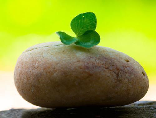 关于七年级学生的期末评语（精选31篇）