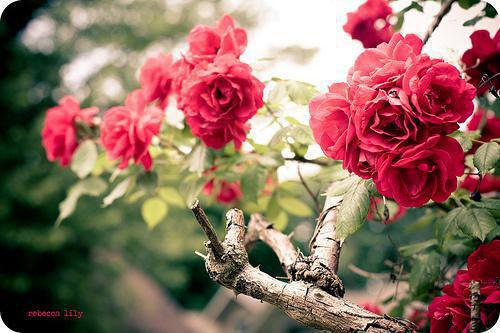 (番外)+(全文)我真切伴她看过流莹：全文+结局+番外(姜沐岚许凛川)全文小说最新列表_我真切伴她看过流莹：全文+结局+番外(姜沐岚许凛川)全文阅读无弹窗我真切伴她看过流莹：全文+结局+番外