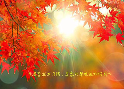 唯美动情的句子
