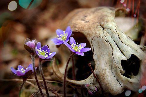 自己与桑平珈措，也注定走不到一起桑平苏羡音白玛完结版全章节阅读