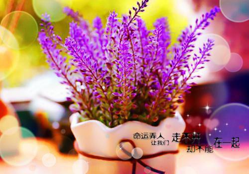 英语励志故事：雄鹰