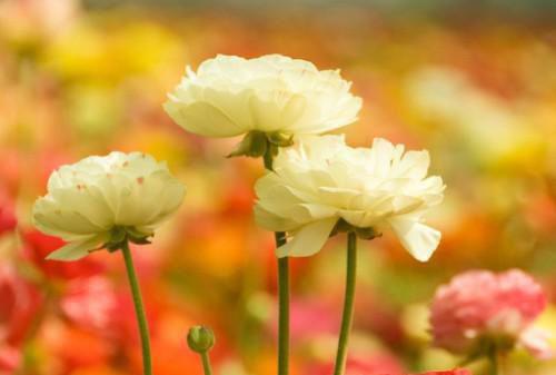 小学优秀学生评语