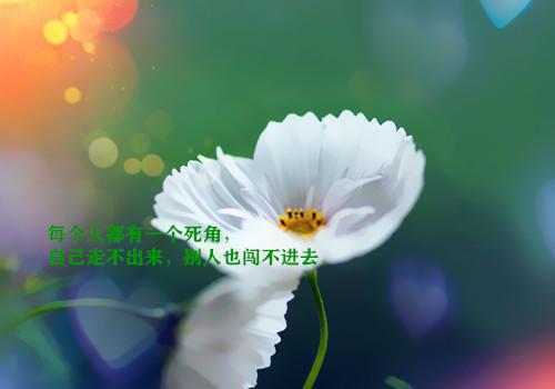 雾过荒原让爱永眠：+后续+结局：全章+番外（苏禾雾闻枭）小说免费阅读无弹窗大结局_雾过荒原让爱永眠：+后续+结局最新章节