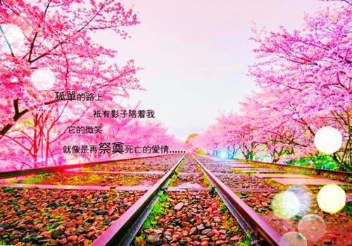 世间均为花开花落