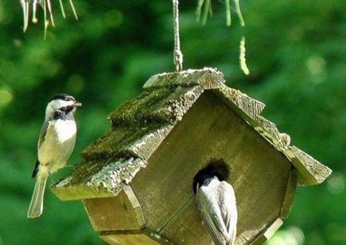 白觉的小说_爱如隔日陆闻顾怀礼小说阅读