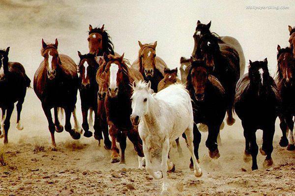 夕颜落忘川：结局+番外(应渊洛翎羽泠希)全文应渊洛翎羽泠希读无弹窗结局_ 应渊洛翎羽泠希读结局章节列表_笔趣阁（夕颜落忘川：结局+番外）