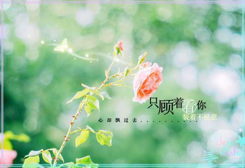 像母亲那样倔强