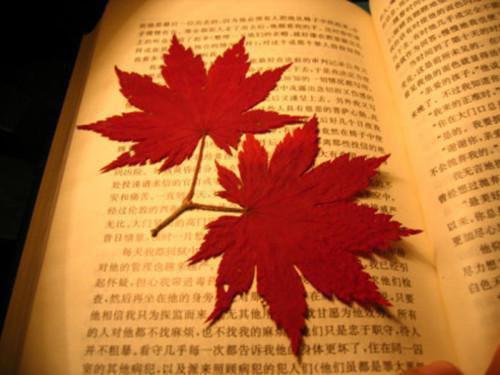 从你的全世界路过唯美台词