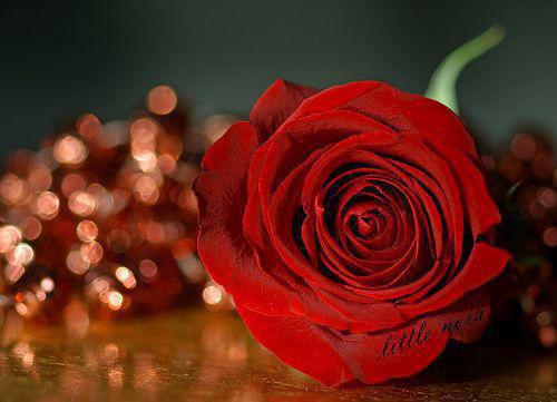 幼儿教师有哪些必读的教育类书籍