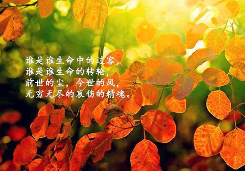 关于桃花的诗句