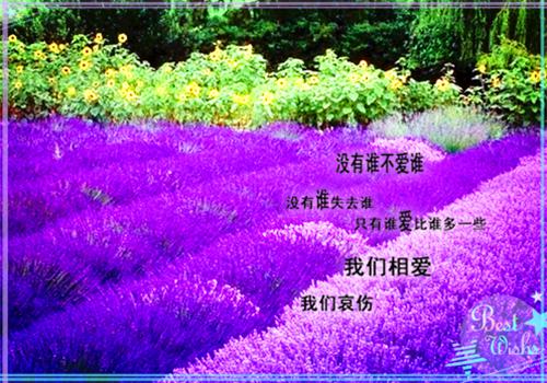 刘嘉宸安沐颜安沐颜小说全文免费阅读