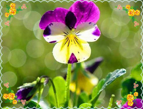 安玖月的小说_千寂云安玖月免费安玖月小说阅读