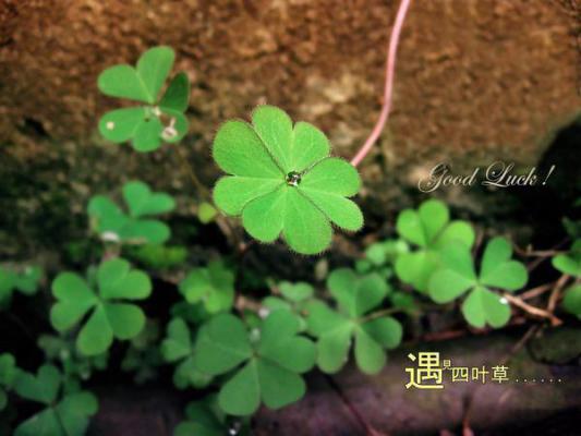 爱恨如孤帆,你我隔万山:+后续+结局爱恨纠葛全文阅读(江妄苏烬雪温予谦)最新章节_爱恨如孤帆,你我隔万山:+后续+结局爱恨纠葛全文阅读