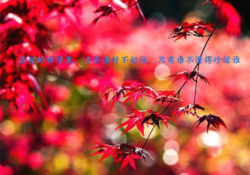 最新qq情侣个性签名一男一女 因为懂得所以宽容