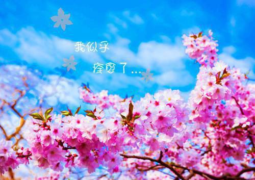 沈清妤傅司瑾沈清妤小说全文免费阅读