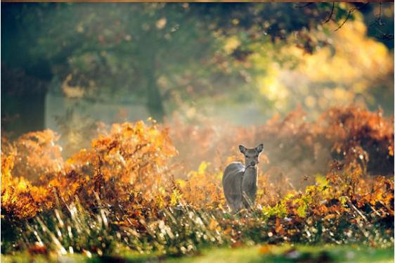 (番外)+(全文)倪楠傅辞凉（情深时见雾：无广告+大结局）完整全文在线阅读_倪楠傅辞凉免费阅读最新章节列表_笔趣阁（情深时见雾：无广告+大结局）