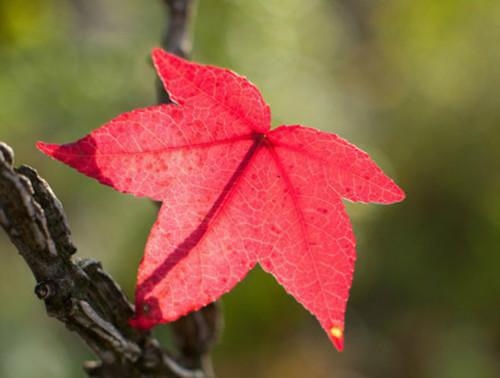(番外)+(结局)注定不能到白首结局+番外(迟知鸢薄时沉)免费阅读完整版_(注定不能到白首结局+番外)最新章节列表_笔趣阁(迟知鸢薄时沉)