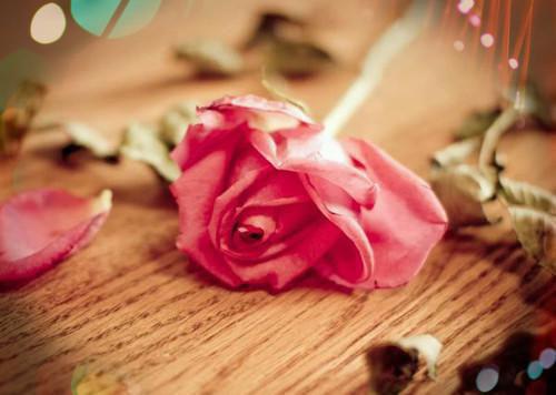 瓜瓜的小说婚礼当天老公为女兄弟打碎父亲遗物，我杀疯了江若柠何薇薇全文阅读