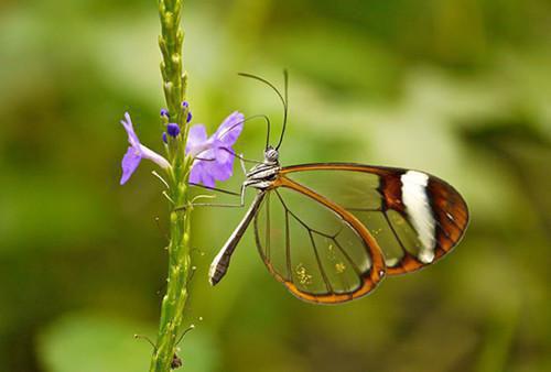 (番外)+(全文)俞斯年程夏阅读_(玫瑰三两:结局+番外)玫瑰三两:结局+番外最新章节列表_笔趣阁(俞斯年程夏)