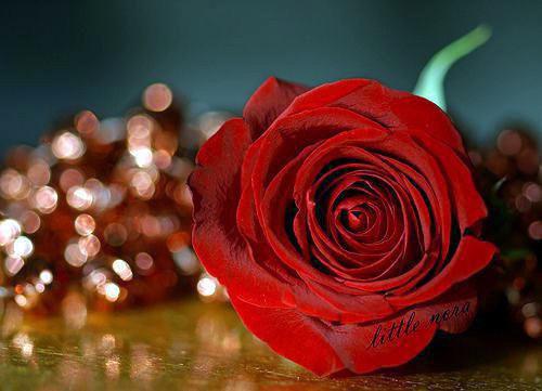 梁竹漪陆闻声梁竹漪小说_梁竹漪陆闻声完结版阅读