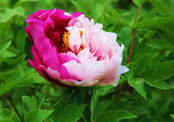 婆婆掉下山崖,救援队队长老公却让花瓶女同事救援清墨小说全文免费阅读