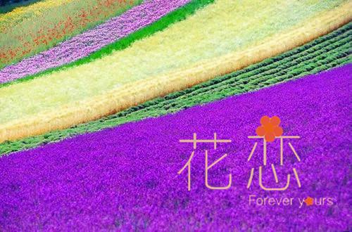 我彻底放下后，首富痛哭求我回家姜如芝宋任寒小说_我彻底放下后，首富痛哭求我回家免费阅读