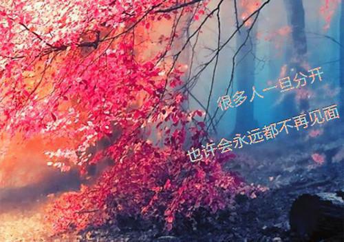 毕淑敏散文：君子于役欣赏
