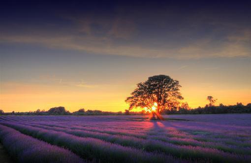 (番外)+(全文)山鸟与鱼不同路:结局+番外+完结(江稚鱼秦栩安)完整全文在线阅读_山鸟与鱼不同路:结局+番外+完结免费阅读最新章节列表_笔趣阁(江稚鱼秦栩安)